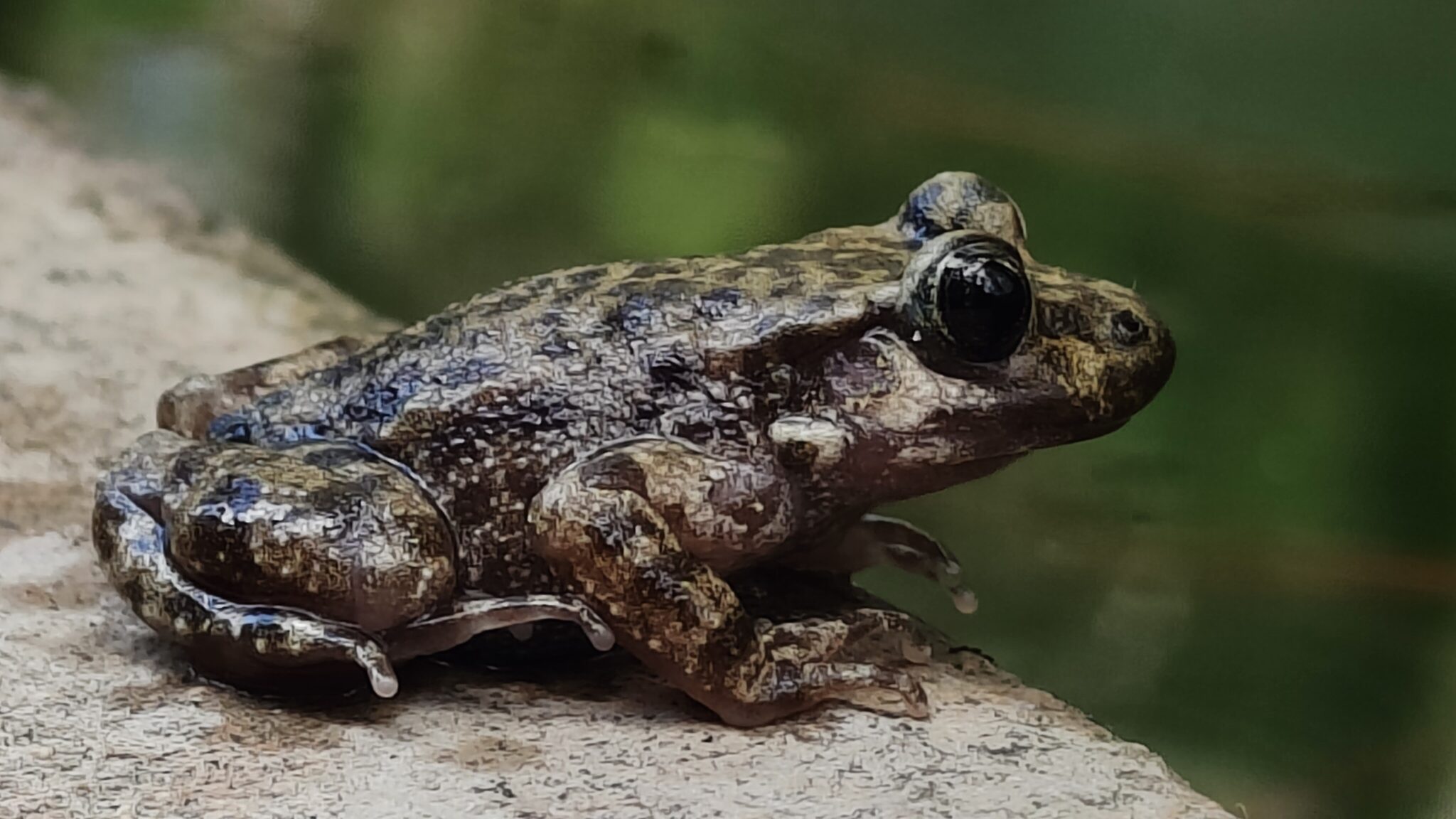 Zoo de Barcelona y Baleares refuerzan la protección de especies amenazadas