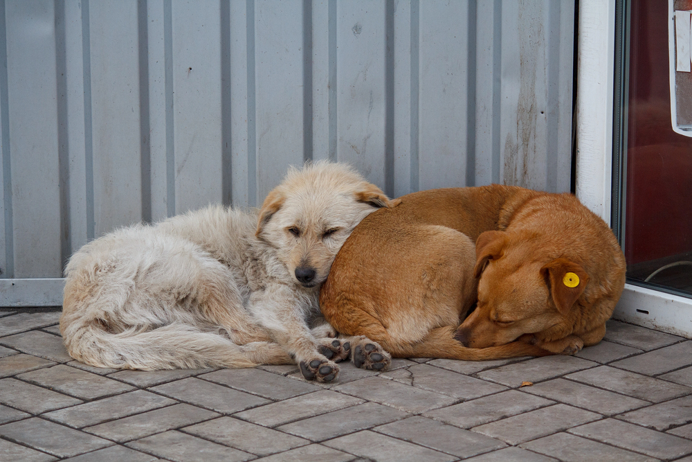 perros