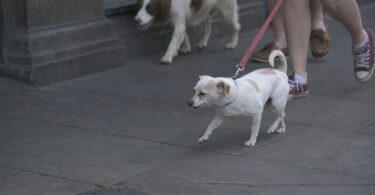 una campaña para dar segundas oportunidades a los animales de Barcelona