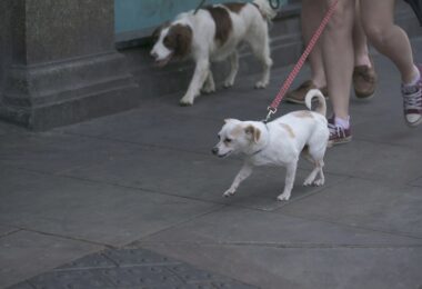 una campaña para dar segundas oportunidades a los animales de Barcelona