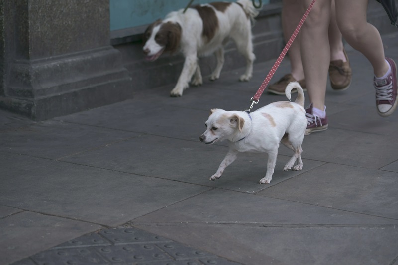 una campaña para dar segundas oportunidades a los animales de Barcelona