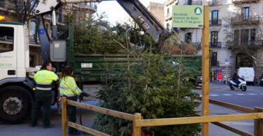 226 punts de recollida d’arbres de Nadal