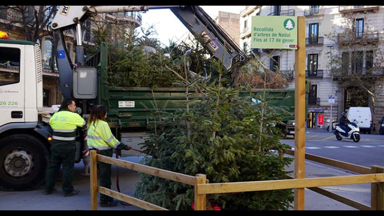 226 punts de recollida d’arbres de Nadal