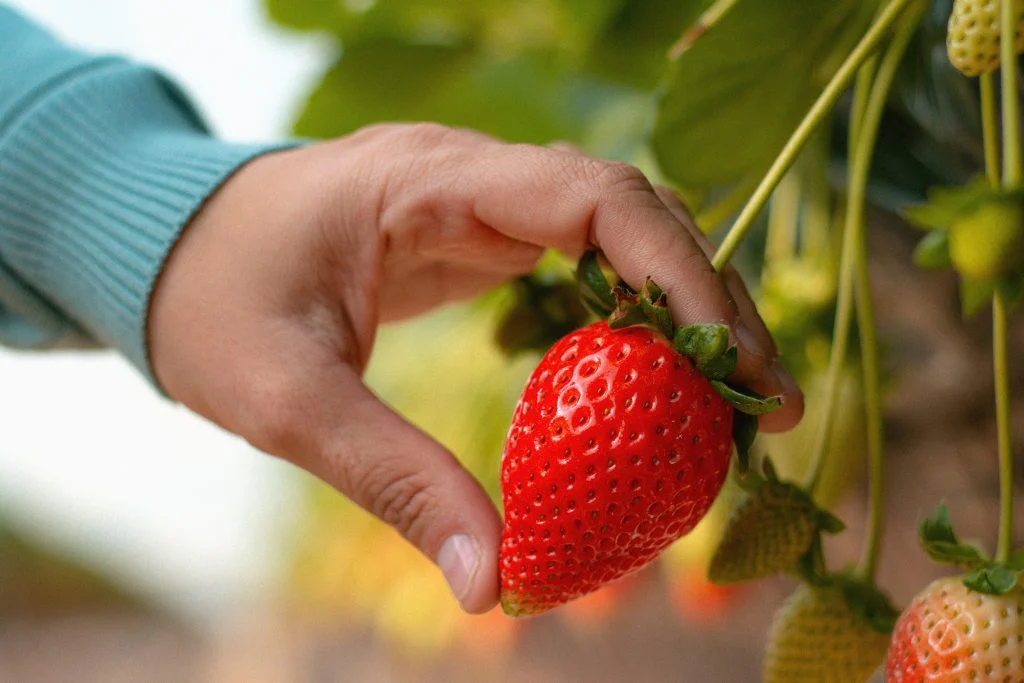 fresas coltivadas