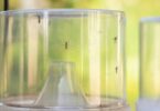 Barcelona intensifica la vigilancia y control del mosquito tigre