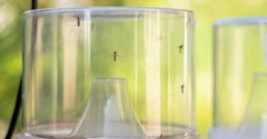 Barcelona intensifica la vigilancia y control del mosquito tigre