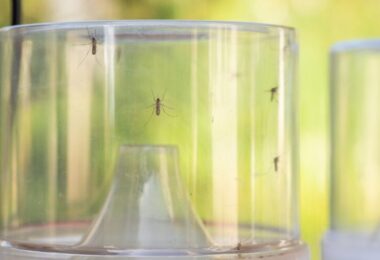 Barcelona intensifica la vigilancia y control del mosquito tigre