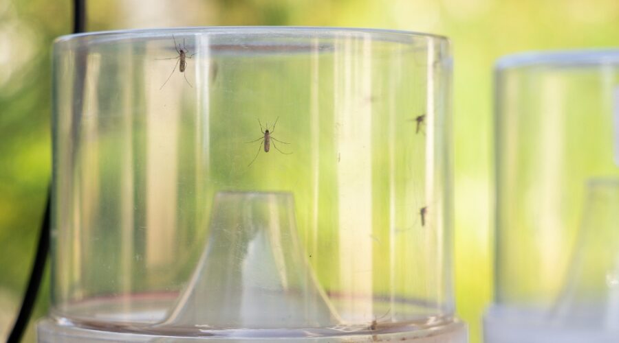 Barcelona intensifica la vigilancia y control del mosquito tigre