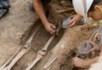 restos óseos del antiguo cementerio del Hospital de la Santa Cruz