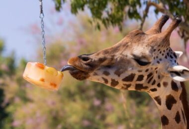 protocolo especial para proteger a los animales frente al incremento de las temperaturas