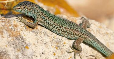 proyecto de conservación de la lagartija pitiusa