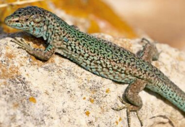 proyecto de conservación de la lagartija pitiusa