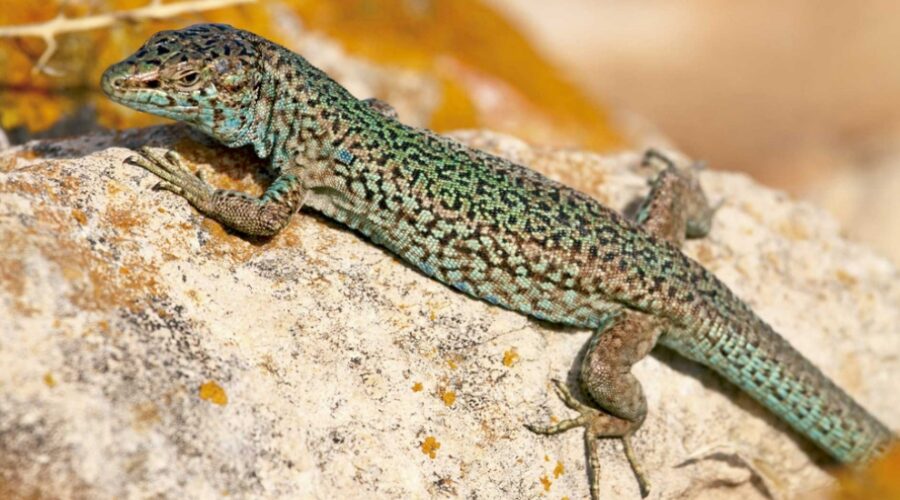 proyecto de conservación de la lagartija pitiusa