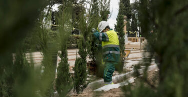 plantación del verde en el Laberinto Vegetal del Parque del Laberinto de Horta