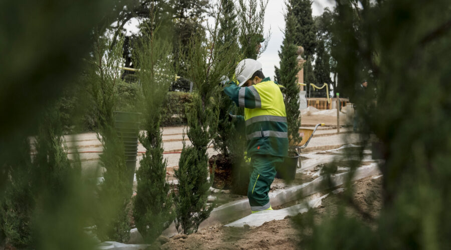 plantación del verde en el Laberinto Vegetal del Parque del Laberinto de Horta