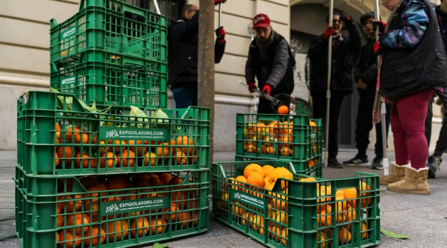 espigada comunitaria de naranjos