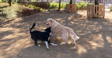Áreas de Recreo de Perros